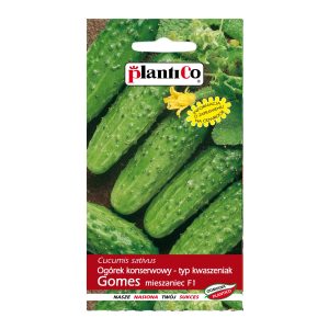 Ogórek Gomes na kiszenie i przetwory