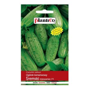 Ogórek gruntowy Śremski do konserwacji