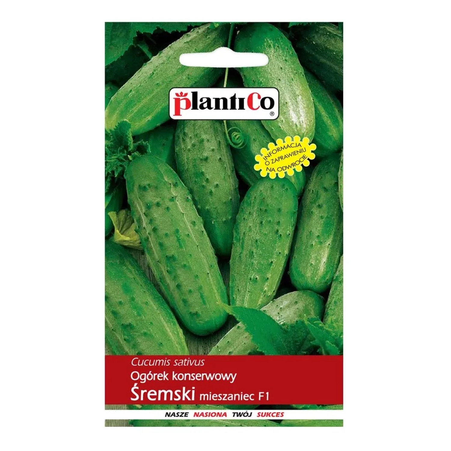 Ogórek gruntowy Śremski do konserwacji